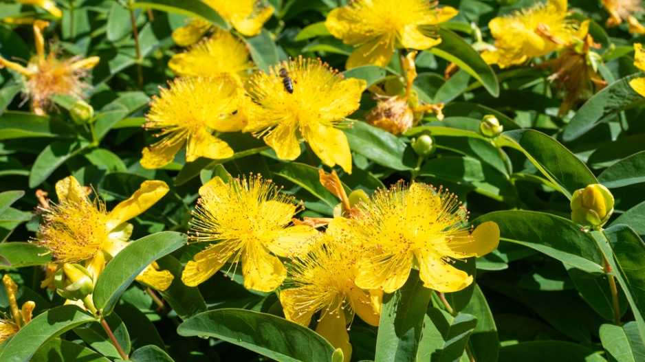 Třezalka kalíškatá (Hypericum calycinum)