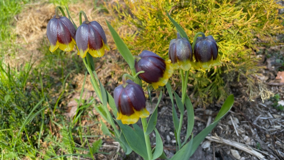Řebčík Michajlovského (Fritillaria michailovskyi) 
