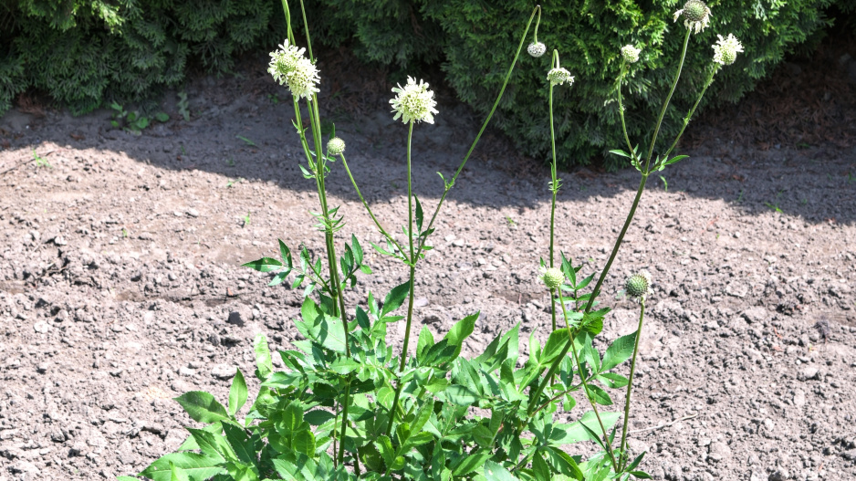 Hlavatka obrovská (Cephalaria gigantea) 