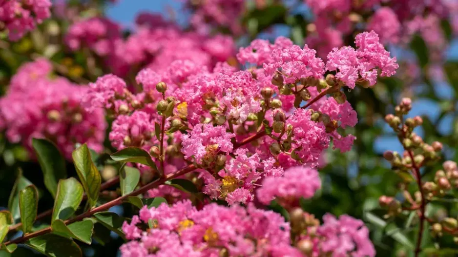 Krepová myrta neboli pukol