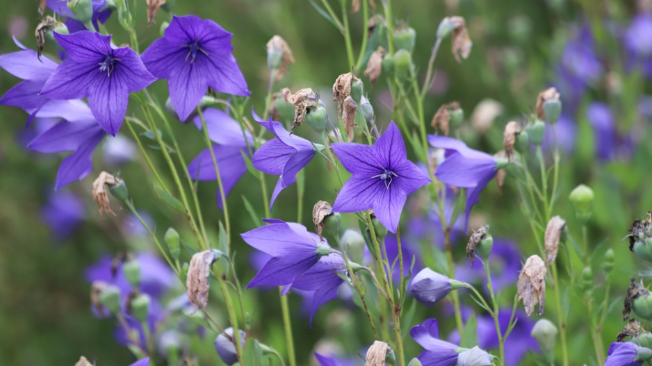 Boubelka velkokvětá, zvonkovec  (Platycodon grandiflorus)