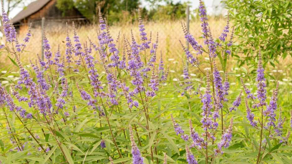 Drmek obecný (Vitex agnus-castus) 