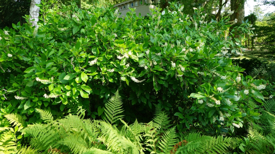 Jochovec olšolistý (Clethra alnifolia) 