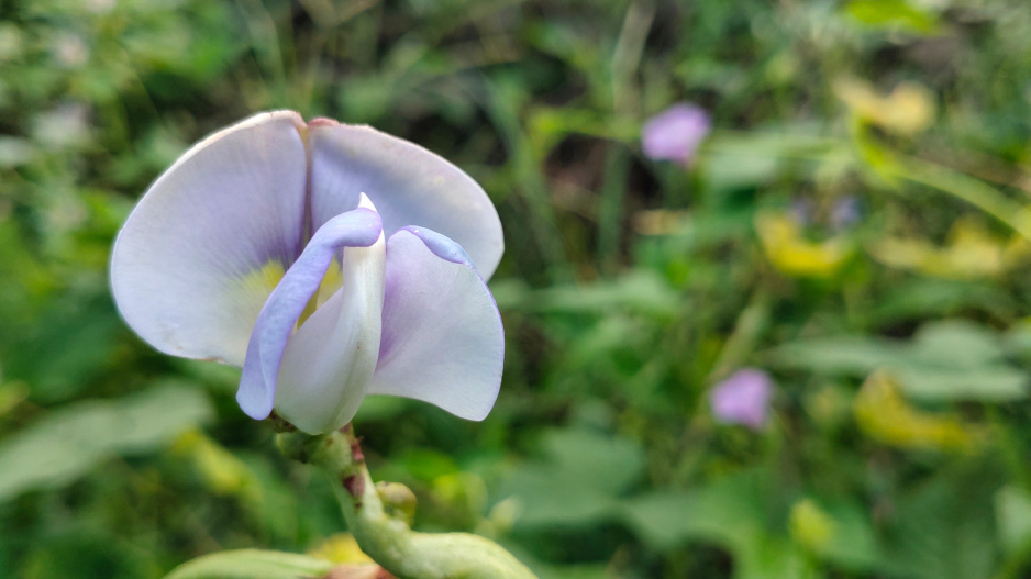Vigna čínská (Vigna sinensis)