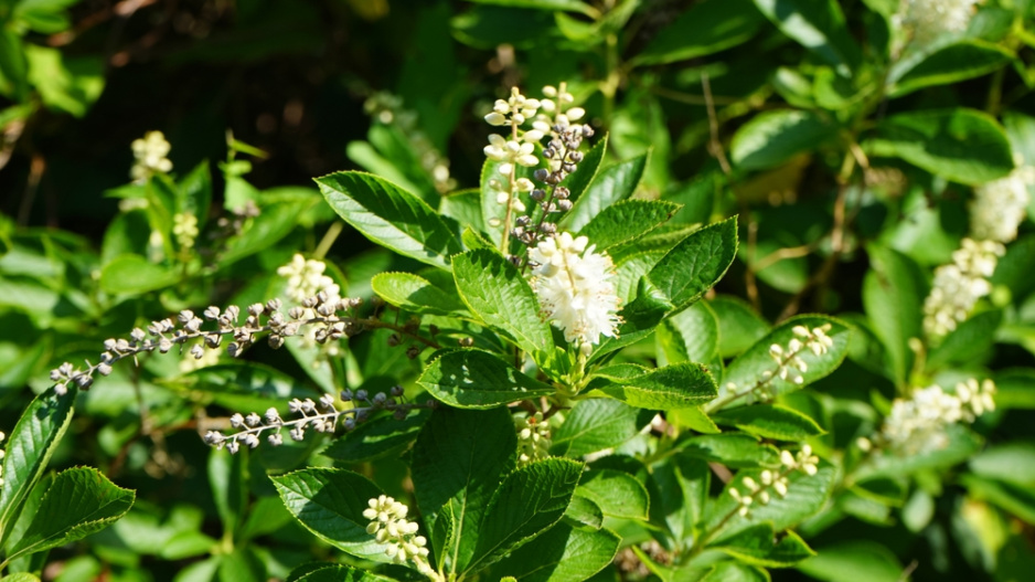 Jochovec olšolistý (Clethra alnifolia) 