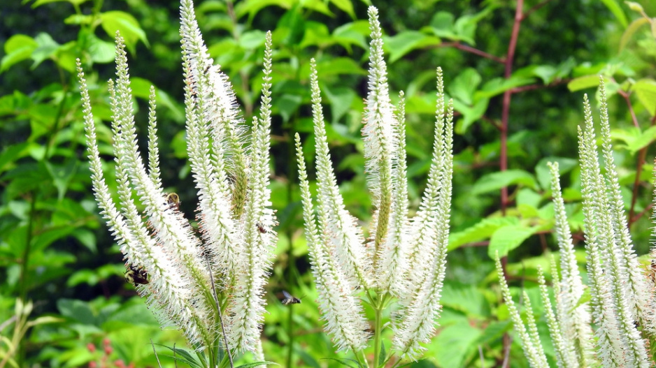 Rozrazilovec viržinský (Veronicastrum virginicum) 