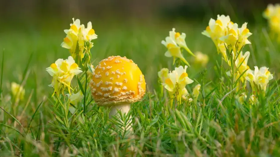 Houby v okrasné zahradě 