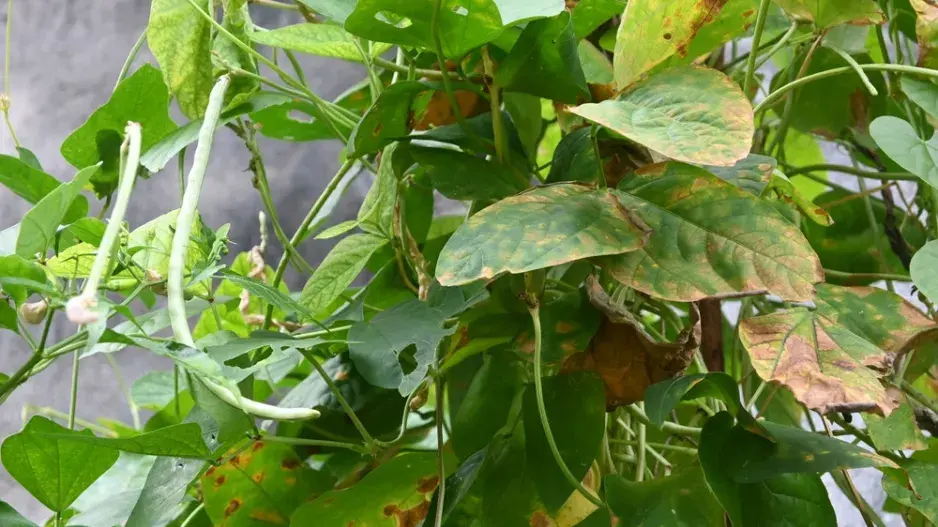 Vigna čínská (Vigna sinensis)