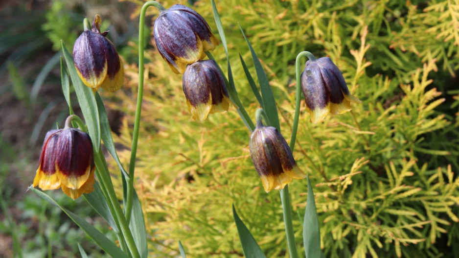 Řebčík Michajlovského (Fritillaria michailovskyi) 