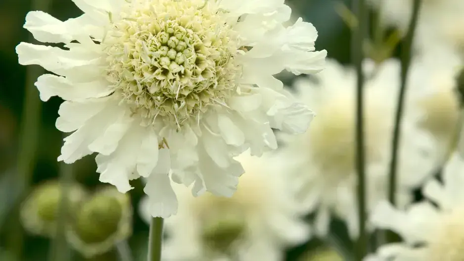Hlavatka obrovská (Cephalaria gigantea)
