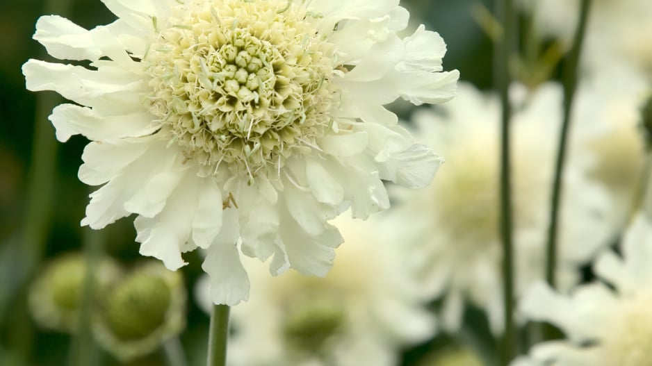 Hlavatka obrovská (Cephalaria gigantea) 