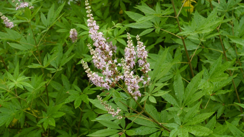 Drmek obecný (Vitex agnus-castus) 