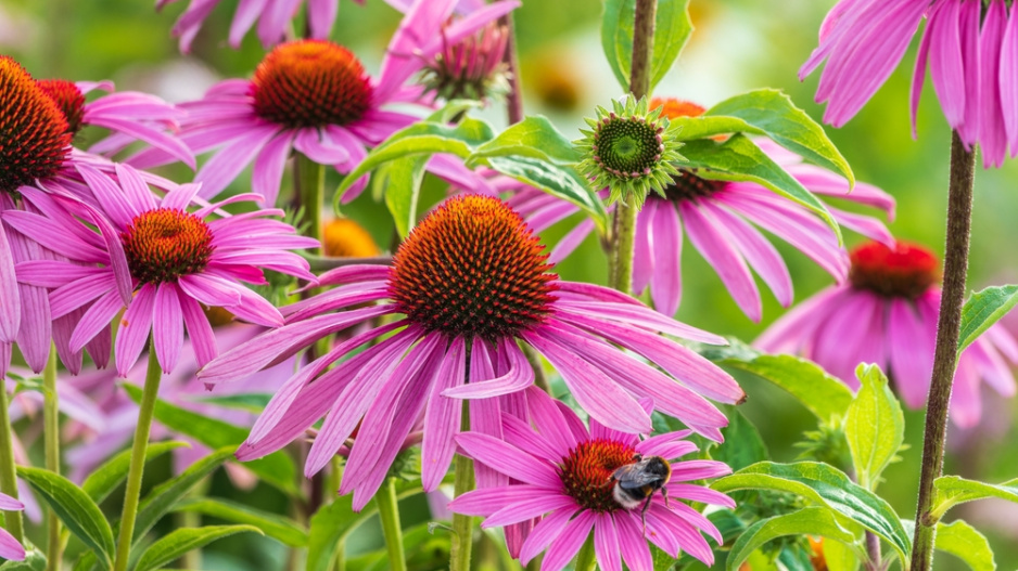 Echinacea