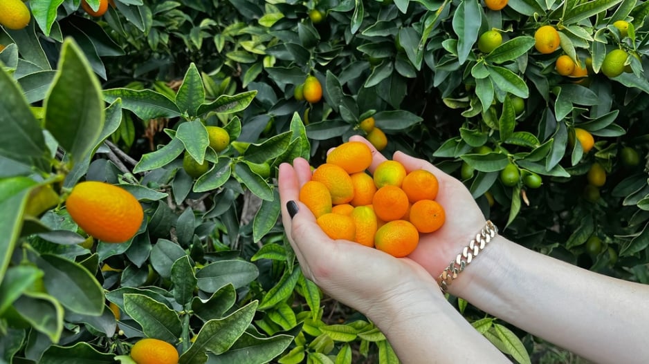 Citrusy 