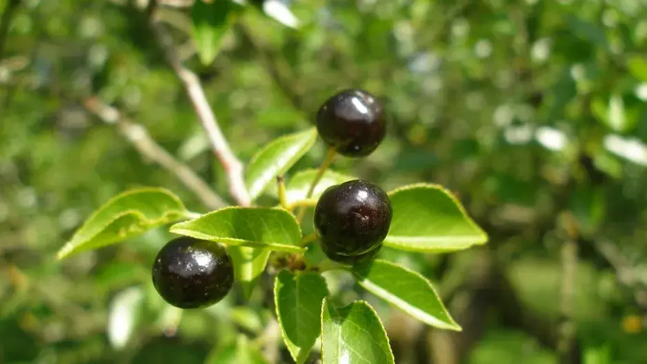 Plody višně mahalebky 