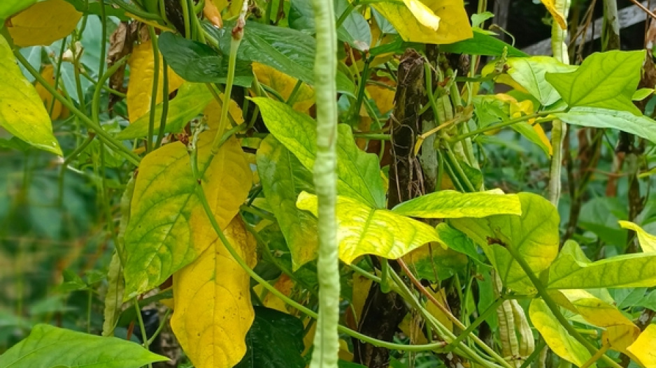 Vigna čínská (Vigna sinensis)
