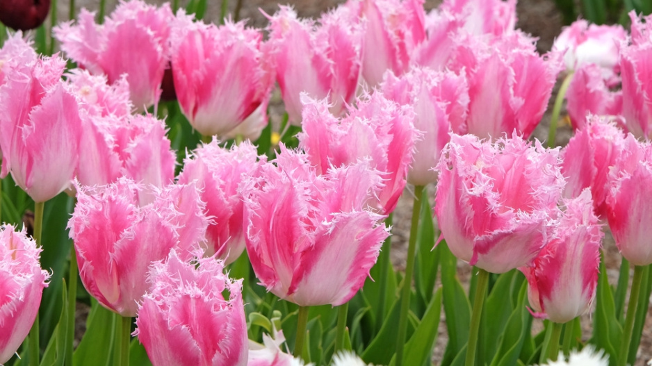 Tulipány