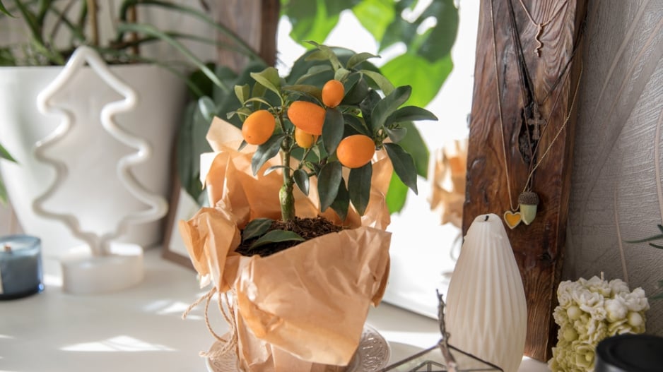 Kumquat