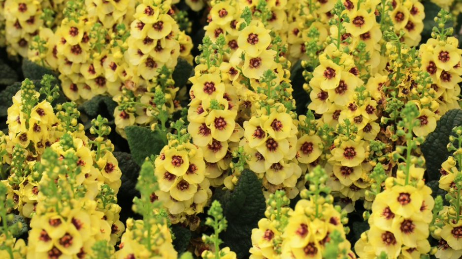 Divizna 'Dark Eyes' (Verbascum hybridum 'Dark Eyes') 