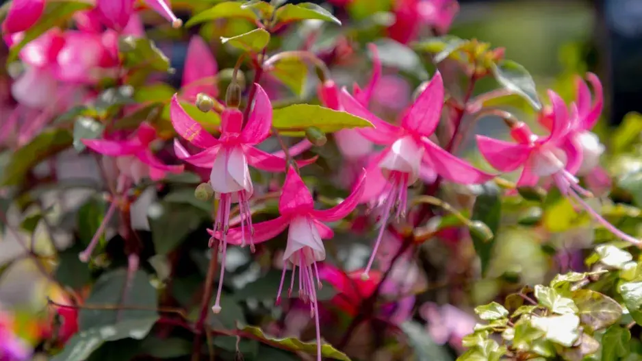 Fuchsie magelánská neboli fuchsie chilská (Fuchsia magellanica)