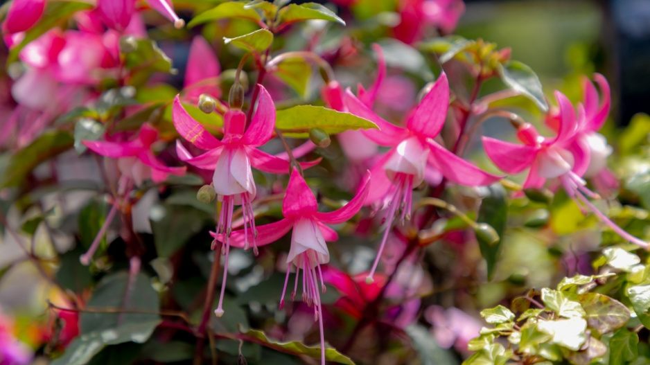 Fuchsie magelánská neboli fuchsie chilská (Fuchsia magellanica)