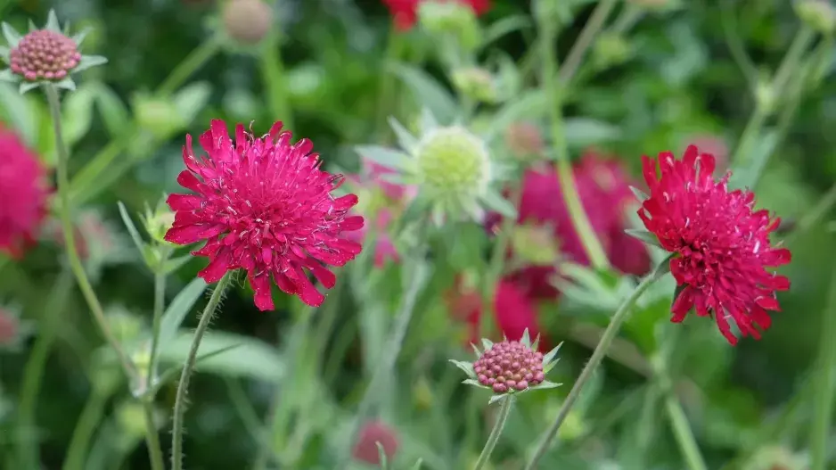 Chrastavec makedonský (Knautia macedonica) 