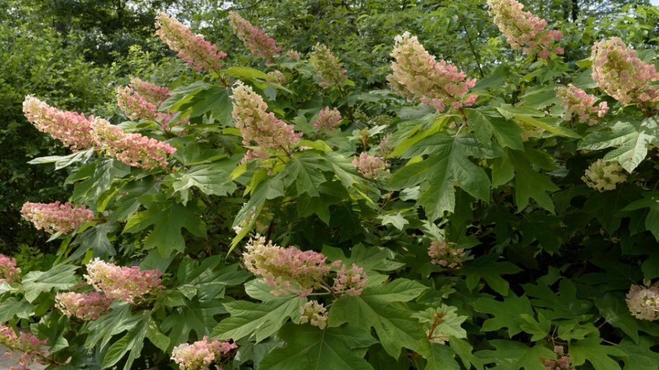 Hortenzie dubolistá (Hydrangea quercifolia) 