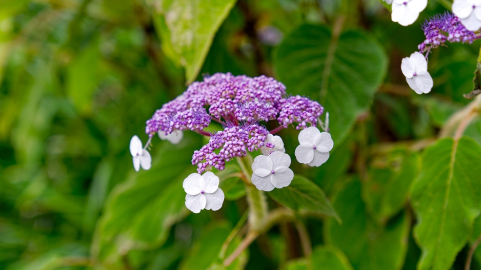 Hortenzie Sargentova (Hydrangea aspera ssp. sargentiana) 
