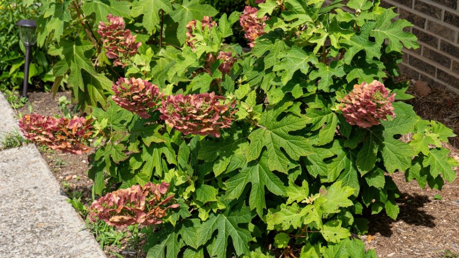 Hortenzie dubolistá (Hydrangea quercifolia) 
