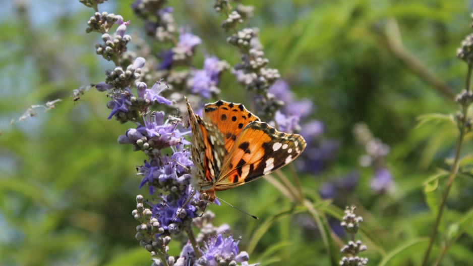 Drmek obecný (Vitex agnus-castus) 