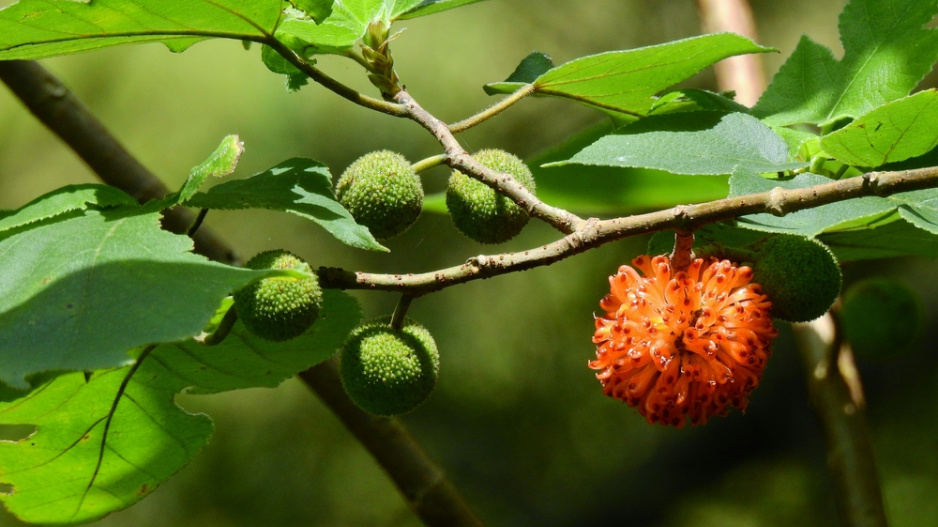 Papírovník čínský (Broussonetia papyrifera)