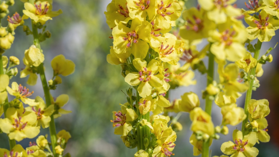 Divizna černá (Verbascum nigrum) 