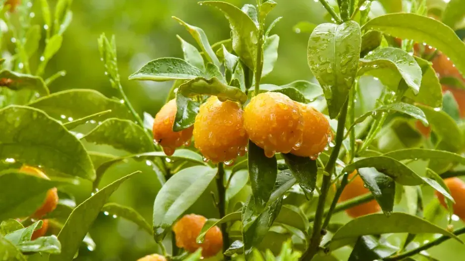 Plody kumquatu