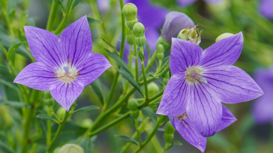 Boubelka velkokvětá, zvonkovec  (Platycodon grandiflorus)