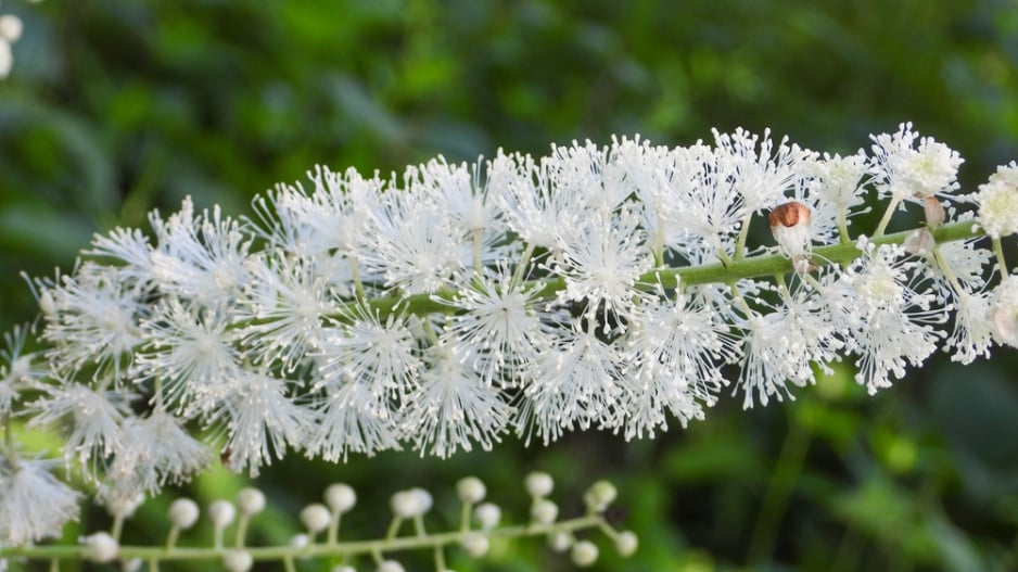 Ploštičník hroznatý (Actaea racemosa, syn. Cimicifuga racemosa)