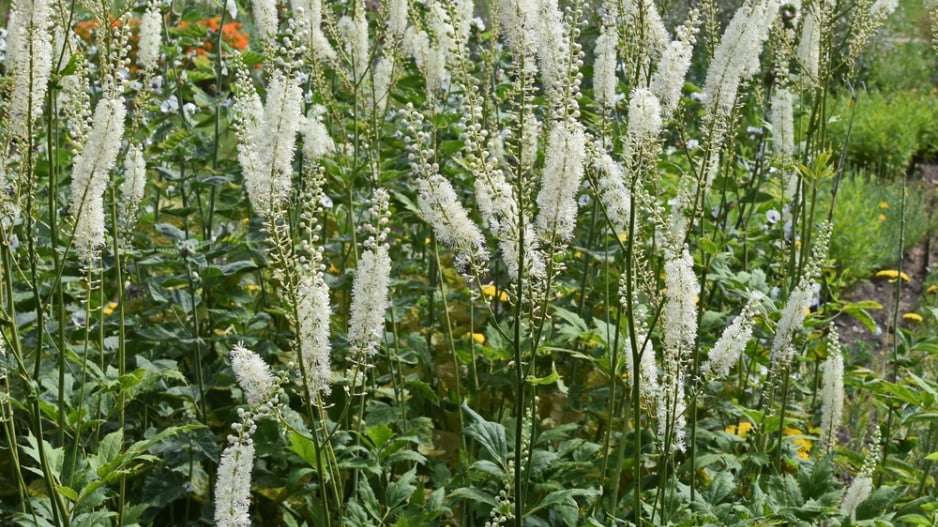 Ploštičník hroznatý (Actaea racemosa, syn. Cimicifuga racemosa)