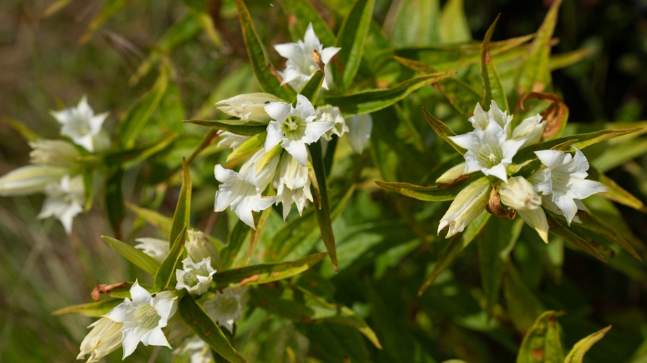 Hořec tolitovitý (Gentiana asclepiadea) 