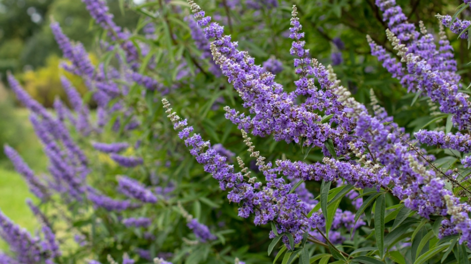 Drmek obecný (Vitex agnus-castus) 