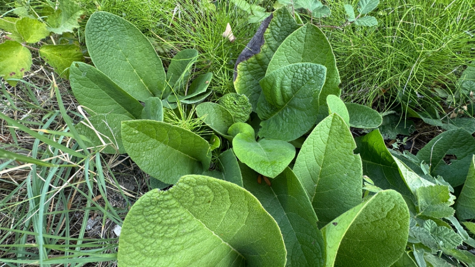 Divizna černá (Verbascum nigrum) 