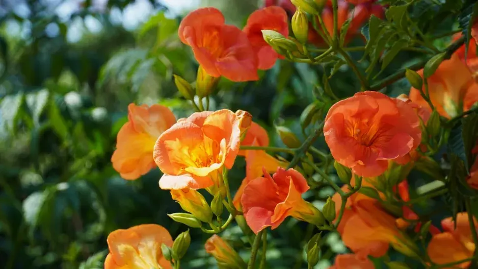 Trubač velkokvětý 