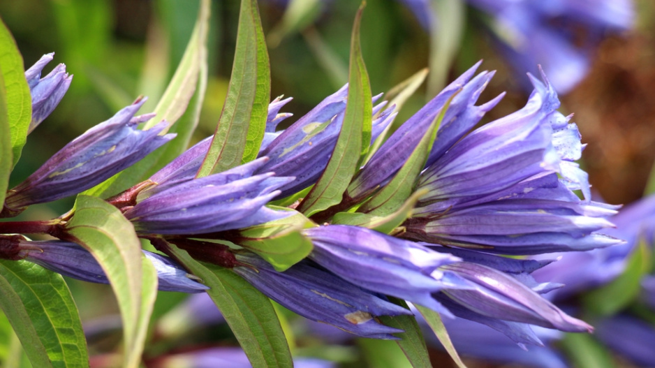 Hořec tolitovitý (Gentiana asclepiadea) 