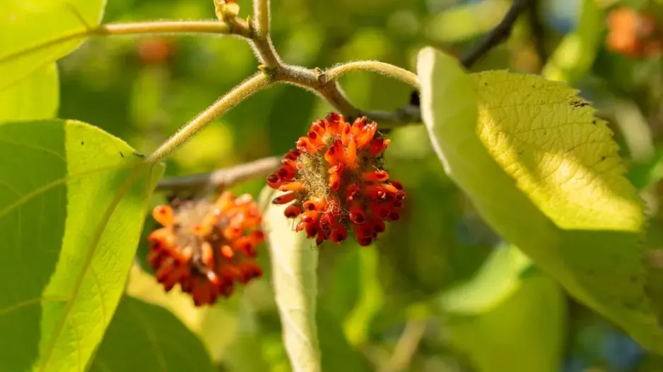 Papírovník čínský (Broussonetia papyrifera)