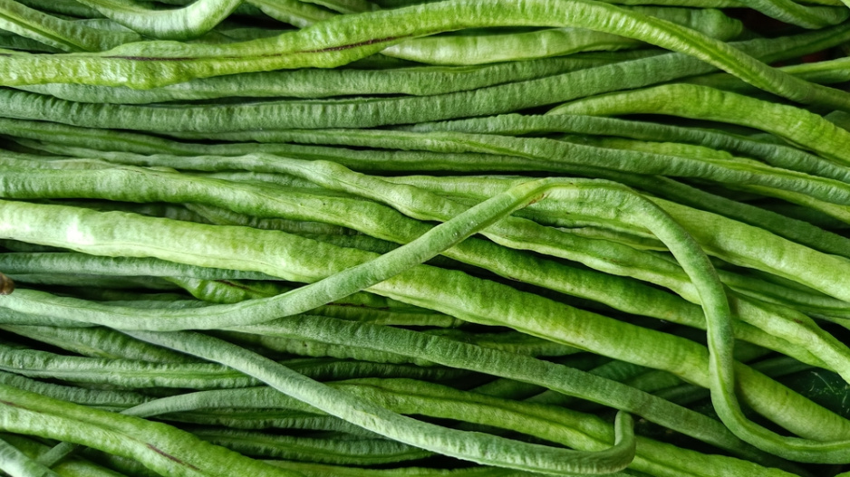 Vigna čínská (Vigna sinensis)