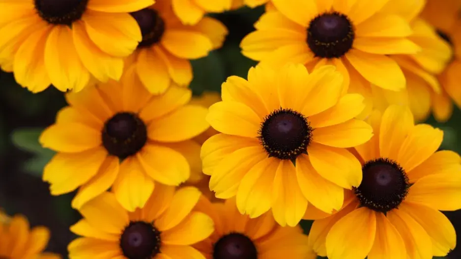 Třapatka trojlaločná (Rudbeckia triloba)