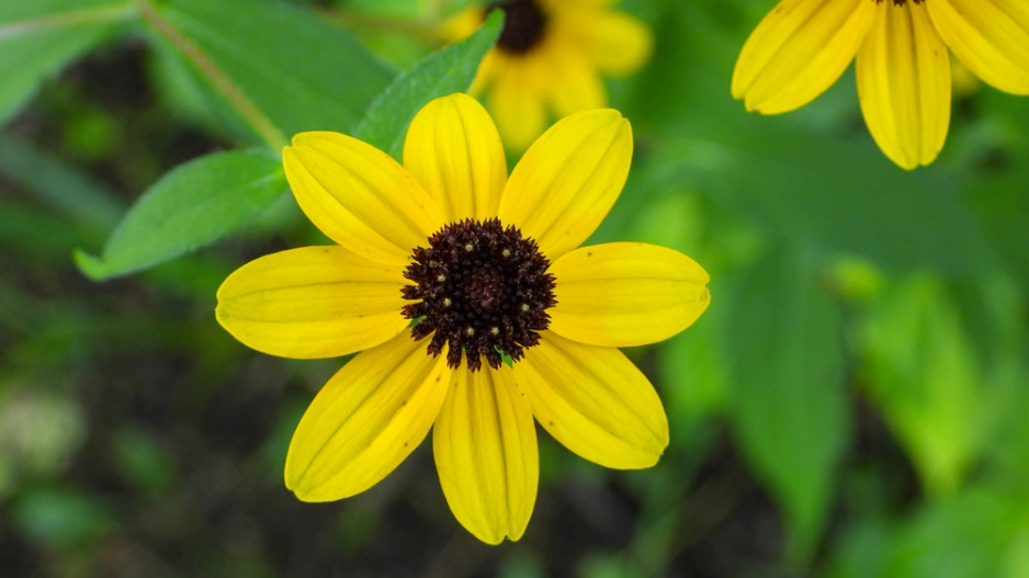 Třapatka trojlaločná (Rudbeckia triloba)