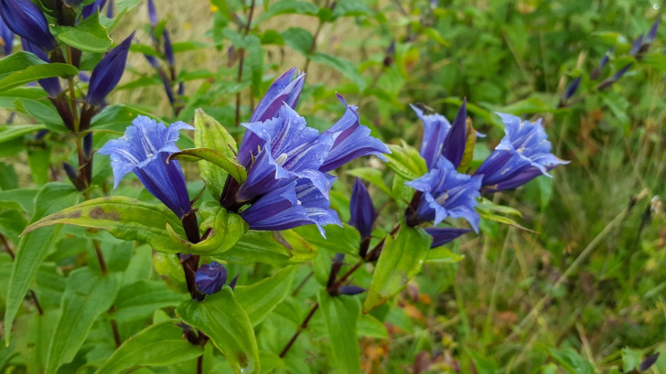 Hořec tolitovitý (Gentiana asclepiadea) 