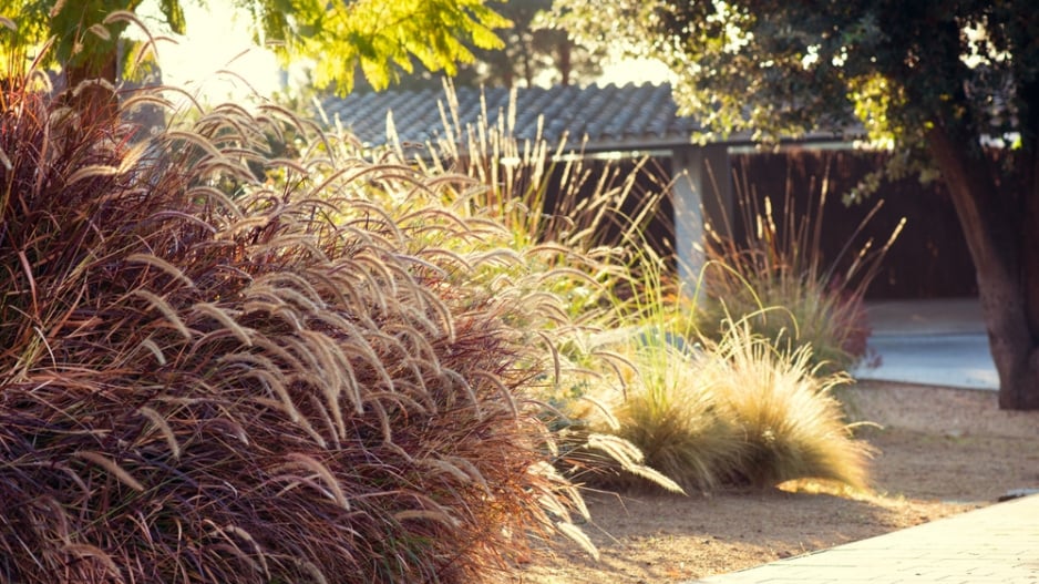Dochan setý (Pennisetum setaceum)