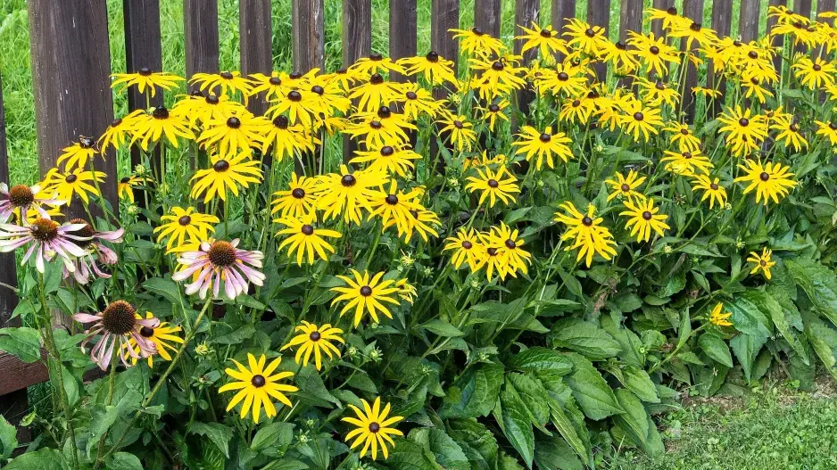 Třapatka zářivá (Rudbeckia fulgida) 