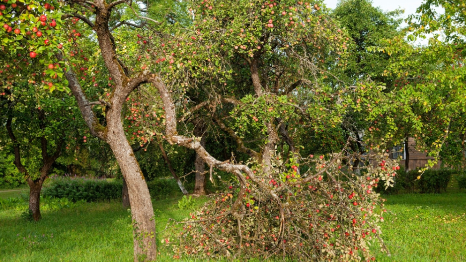 Zlomený strom 