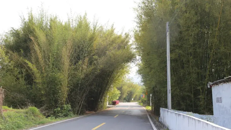 Přerostlé rostliny